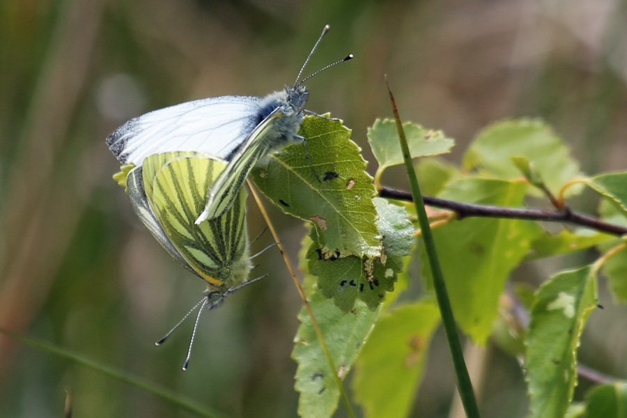 Green veined white butterflies in mid June