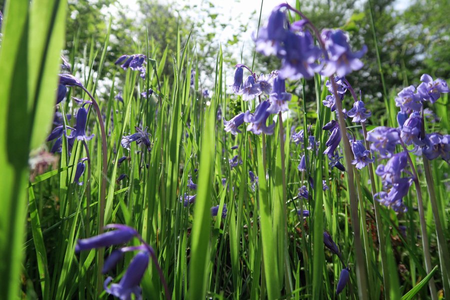 Bluebells in June in Shian Wood