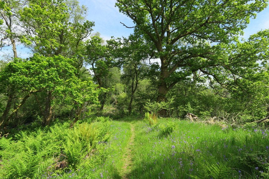 A carpet of bluebells and a luxuriance of ferns