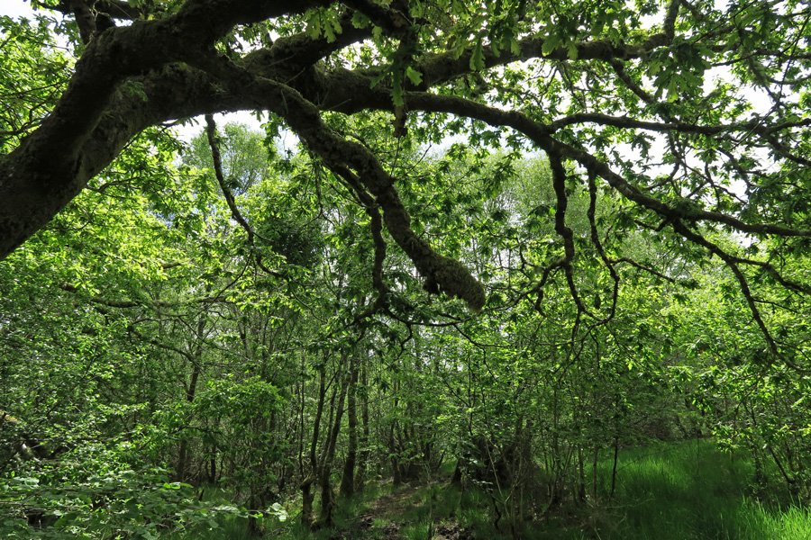 In the woodlands at Shian