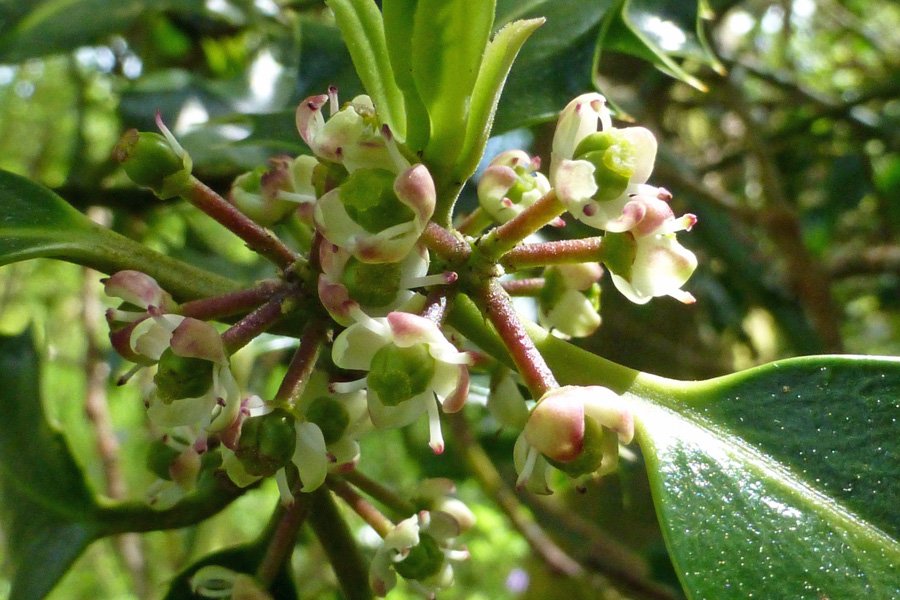 Holly in flower in June at Shian Wood