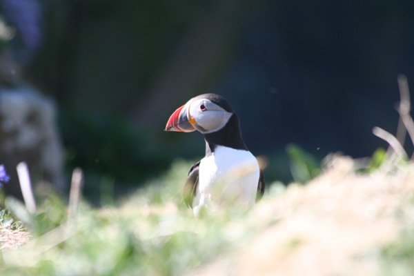 Puffin on The Isle of Lunga