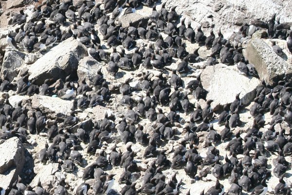 Guillemots on Harp Rock, Lunga