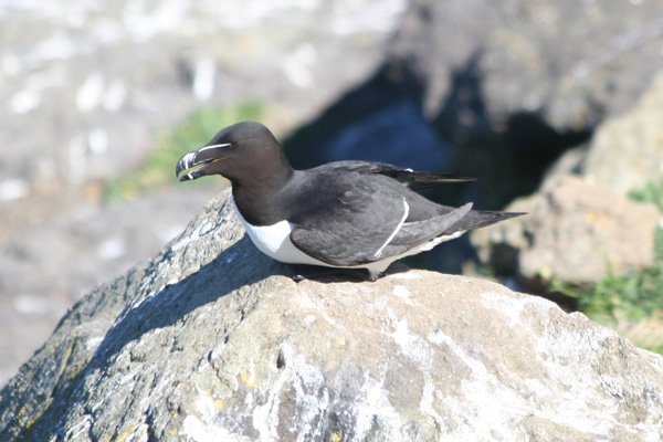 Razorbill on The Isle of Lunga