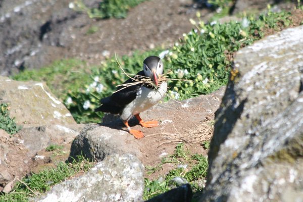 Puffin nesting near Harp Rock on The Isle of Lunga