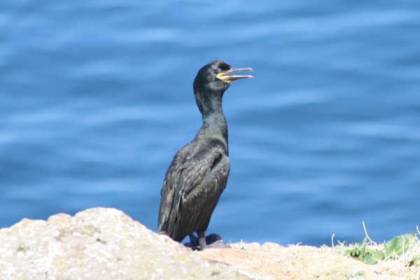 Shag on The Isle of Lunga