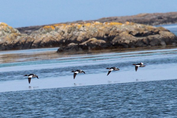 Red Breasted Mergansers