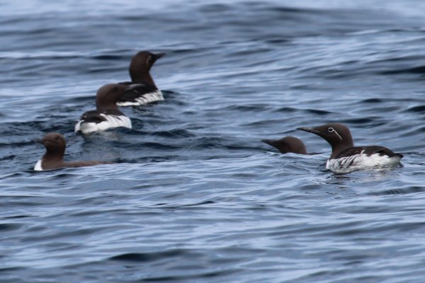 Bridled guillemots