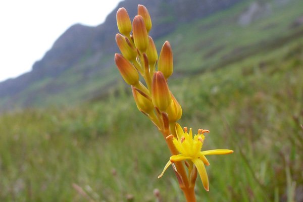 Bog asphodel