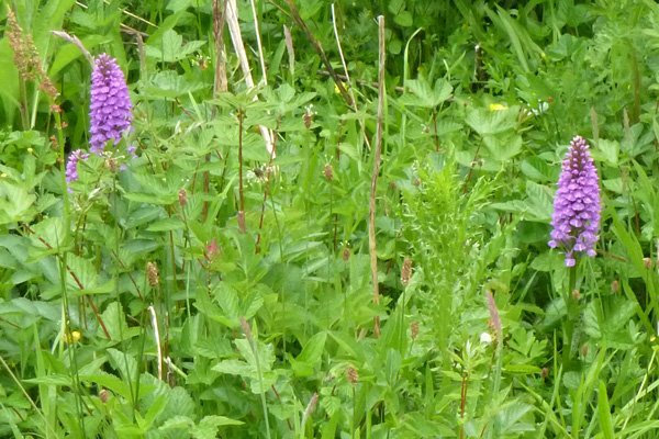 Heath spotted orchids