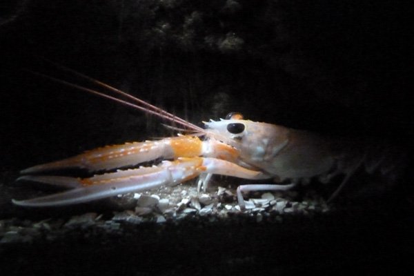 Norway lobster