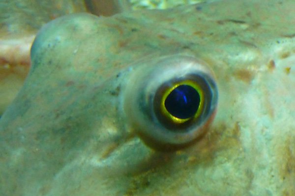 Gurnard