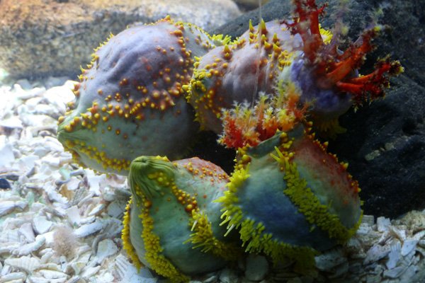 Sea apple