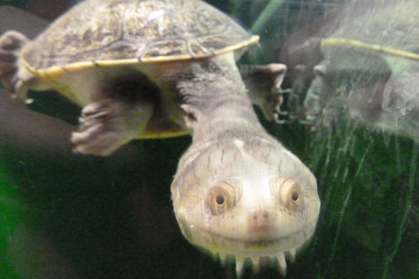 Snake-necked turtle
