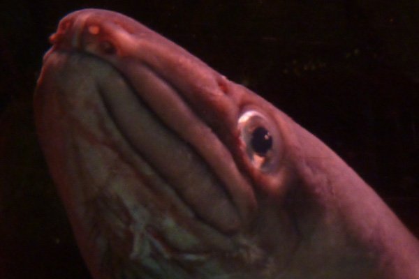 Conger eel