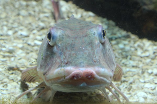 Gurnard
