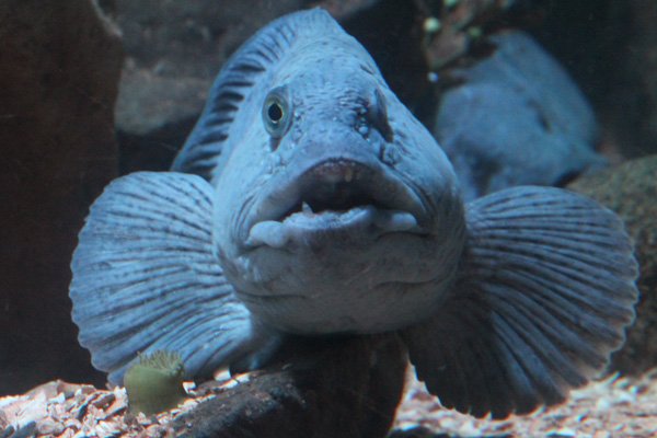 Wolf fish