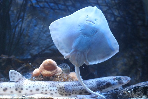 Ray and dogfish