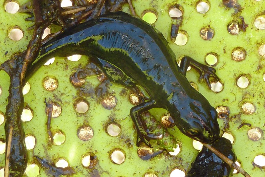 A palmate newt