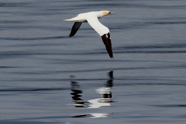 The ferry crossing is agood place for seeing gannets 