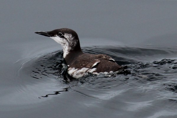 Guillemot