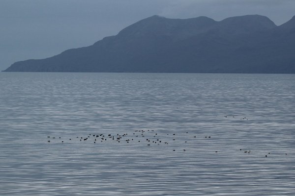 A raft of Manx shearwater on the way to Rum