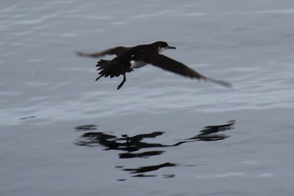 A Manx shearwater