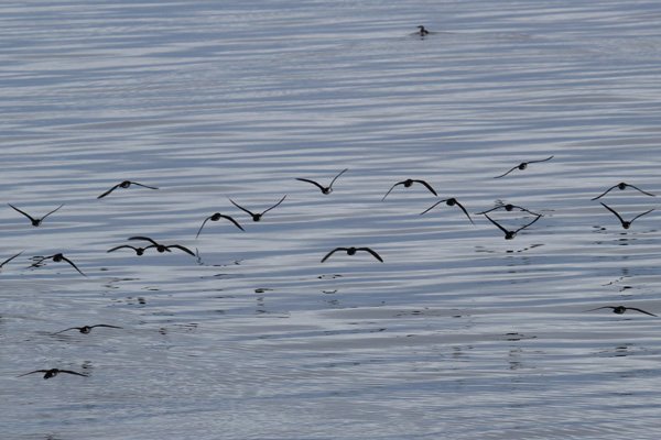 Manx shearwater
