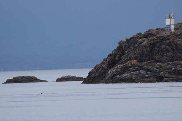 Bottlenose dolphin by The Point of Sleat