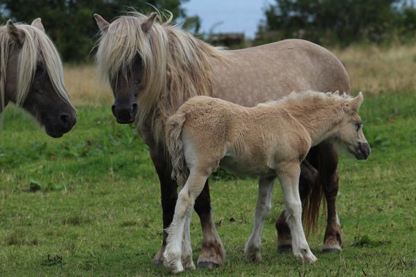 Rum Ponies by Kinloch Castle