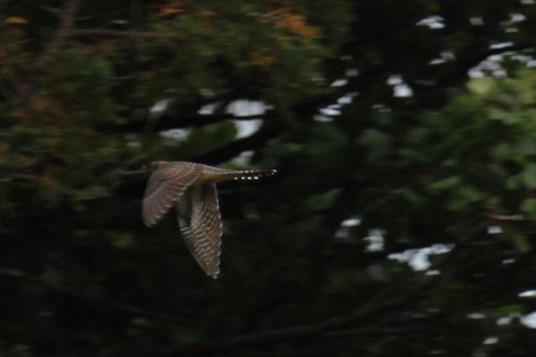 A cuckoo flying in the woods infront of Kinloch Castle
