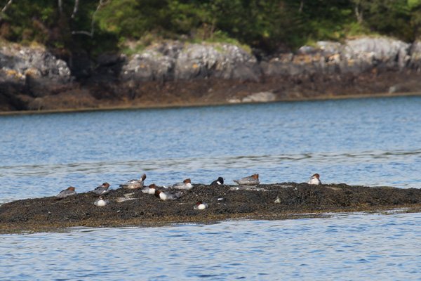 Goosanders