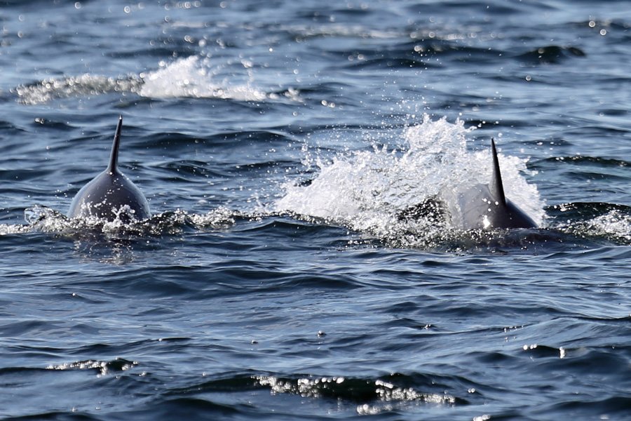 Common dolphin