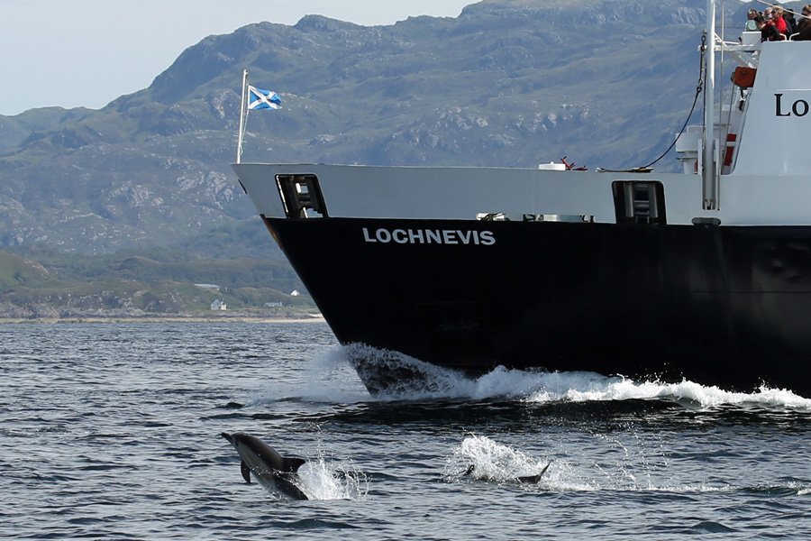 Dolphins surrounding The Loch Nevis Ferry sailing from The Samll Isles to Mallaig