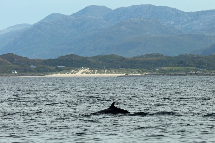 Minke Whale infront of the beaches at Camusdarach - Ben's Beach in the film Local Hero