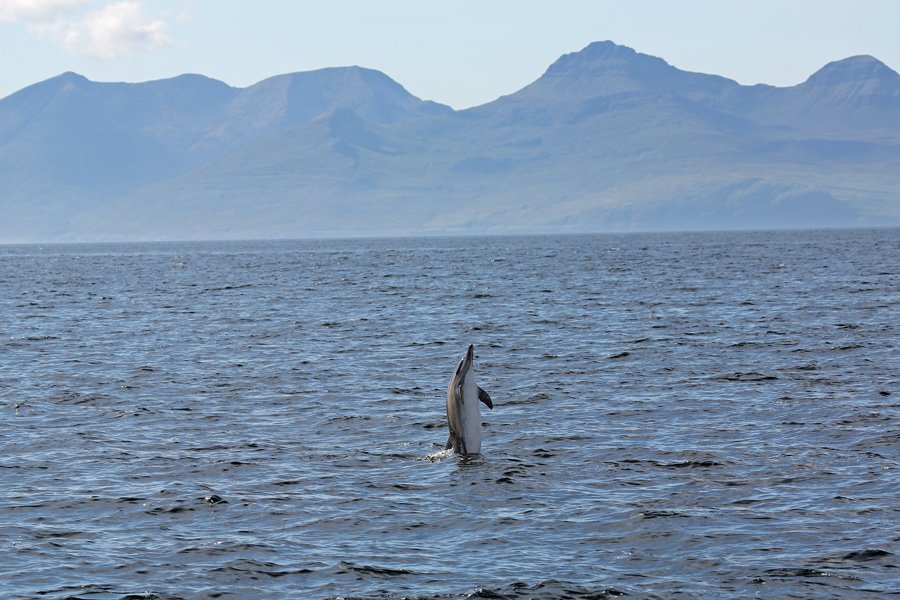 More dolphin acrobatics