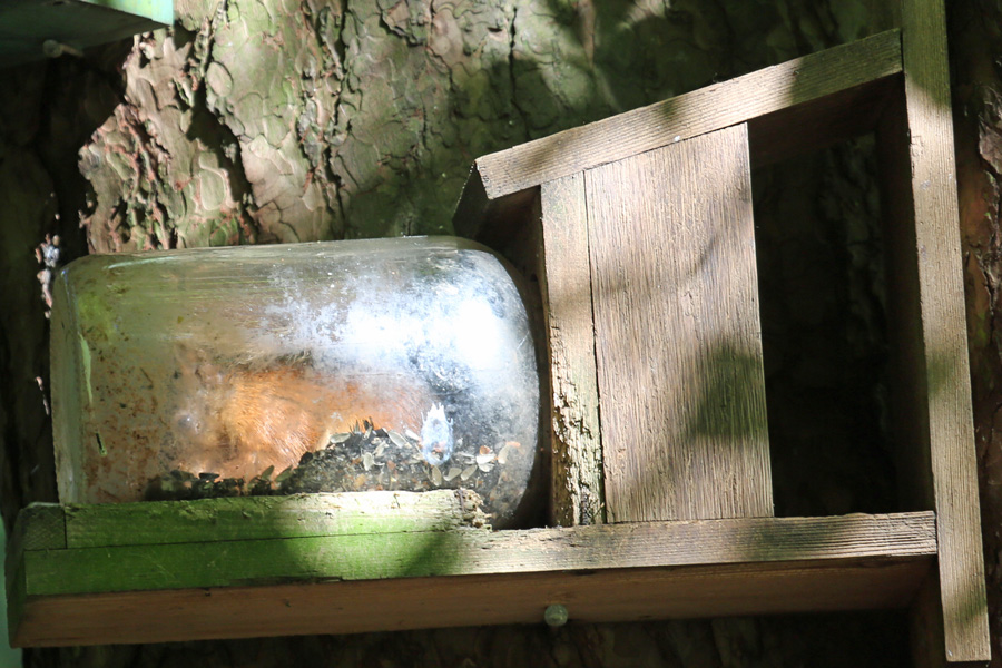 Squirrel in a bottle at Inchree